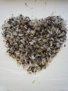 Termites gather together and form the shape of a heart.