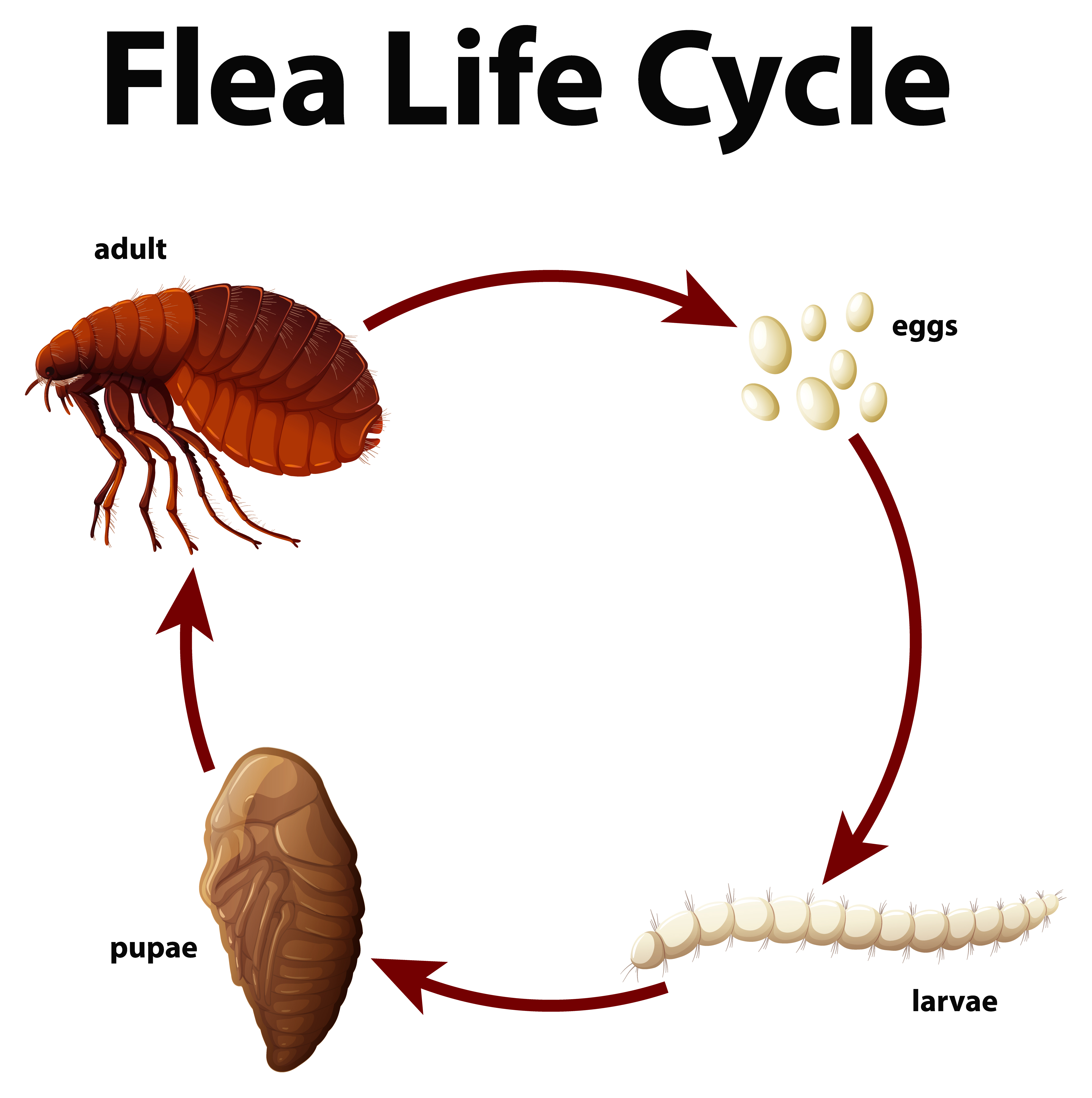 Flea Life Cycle - Learn the best flea treatment