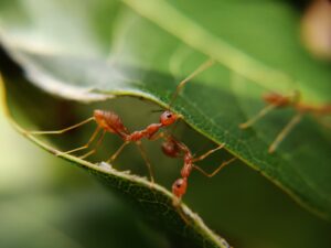 Two ants crawling on a leaf and eating it.
